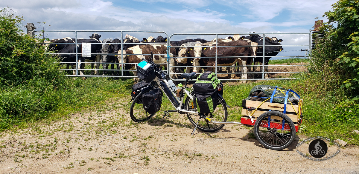 bicycle in front of cows